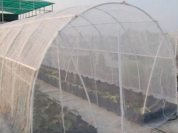 蔬菜防虫网覆盖的技术要点